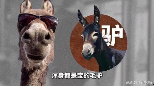 人与驴在线观看,一场跨越时空的奇妙邂逅